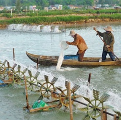 Phú Yên: Chất lượng nước một số vùng không đảm bảo cho nuôi thủy sản