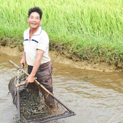 "Lợi ích kép" từ việc thu mua ốc bươi vàng