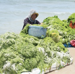 Định hướng nghiên cứu, phát triển ngành rong biển