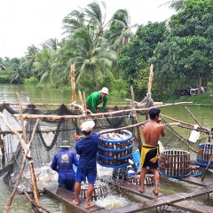 Quan điểm thị trường cá tra và chiến tranh thương mại