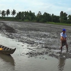 Cà Mau xuống giống gần 10.000 ha lúa – tôm