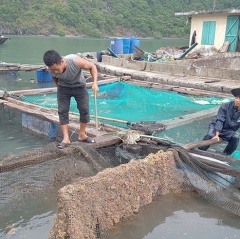 Hàng chục tấn cá lồng chết không rõ nguyên nhân ở Cát Bà