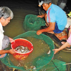 Lênh đênh theo con “cá chạy”