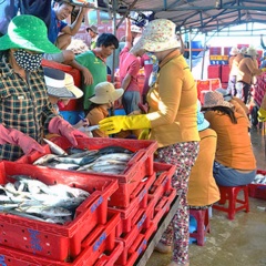 Quảng Nam: Thất thu vụ cá chính