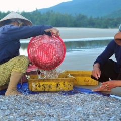 Trúng đợt cá cơm, ngư dân Thừa Thiên Huế có nguồn thu nhập cao