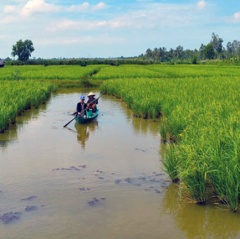 Bạc Liêu: Tập trung đầu tư và phát triển con tôm