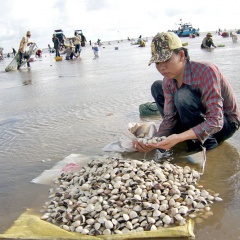 Nâng cao chất lượng giống sò huyết