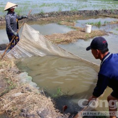 Lũ uy hiếp Làng cá lóc giống lớn nhất miền Tây