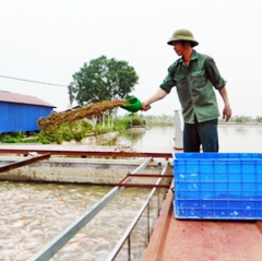 Hiệu quả của 6 mô hình nuôi cá "sông trong ao"