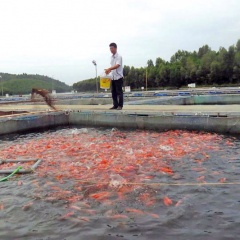 Xác lập nhãn hiệu chứng nhận “Cá hồ Thác Bà”