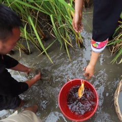 Khách du lịch xắn tay, bắt cá chép trên ruộng bậc thang