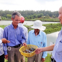 Khá lên nhờ nuôi cua xanh thương phẩm