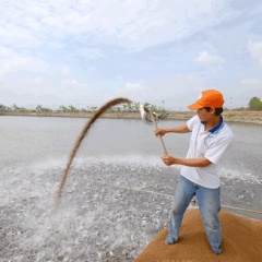 Lợi nhuận hài hòa từ nuôi gia công cá tra