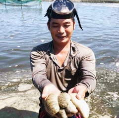 Nuôi hải sâm kết hợp ốc hương: Hướng nuôi trồng thủy sản mới