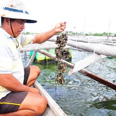 Hiệu quả mô hình nuôi hàu Thái Bình Dương ở Cam Lâm