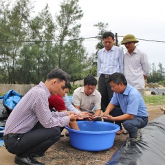 Quảng Trị: Giảm rủi ro nhờ mô hình nuôi tôm 2 giai đoạn