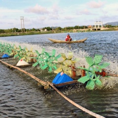 Bình Định: Giá tôm tăng nhẹ