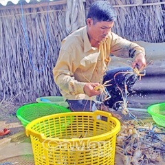 Tôm càng xanh vào vụ thu hoạch