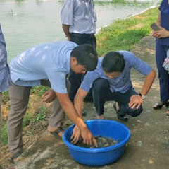 Hà Nội: Hướng đi mới từ nuôi tôm càng xanh