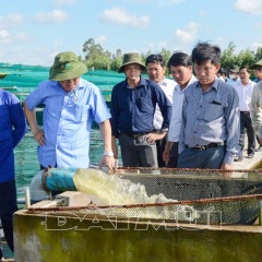 Phát triển nuôi tôm công nghệ cao: Cần giải quyết bài toán điện