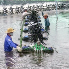 Nuôi tôm siêu thâm canh: Đột phá nhưng chưa bền vững