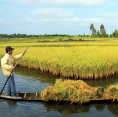 Tôm sinh thái: Chi phí thấp, giá bán cao