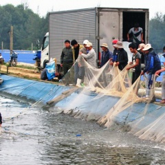 Phong Điền: Tăng cường giám sát dịch bệnh trên tôm nuôi