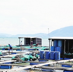 Nha Trang: Quy hoạch vùng nuôi trồng thủy sản