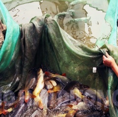 Sản xuất cá giống Hải Dương gặp khó