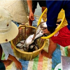 Mô hình nuôi cá thát lát cho thu nhập cao ở Phụng Hiệp