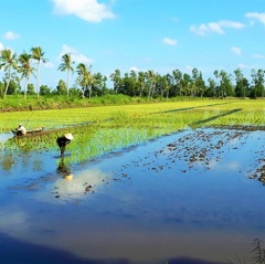 Tôm – lúa thu nhập cao