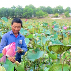 Triệu Thượng: Chuyển đổi hơn 32ha đồng hoang sang trồng sen nuôi cá