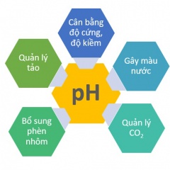 Quản lý pH cao trong ao nuôi trồng thủy sản