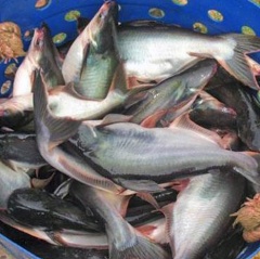 Ngành nuôi cá tra ở Trung Quốc phát triển mạnh