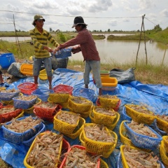 Giá tôm sẽ tăng vào dịp cuối năm, người nuôi có lãi