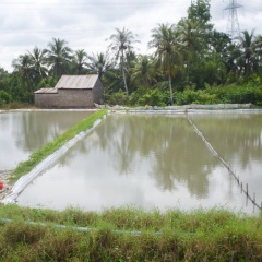 Biện pháp kỹ thuật kích thích cá rô phi, điêu hồng đẻ