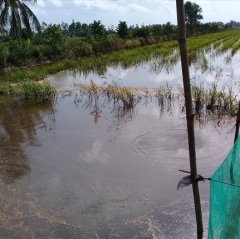 Mô hình nuôi cá trên ruộng trong mùa nước nổi