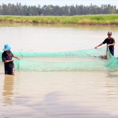 Cận cảnh nuôi cá ruộng mùa lũ không cho ăn vẫn lớn như thổi