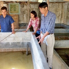 Nông dân Nghệ An làm giàu nhờ nuôi lươn không bùn