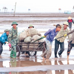 Món quà của biển Thái Bình