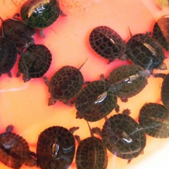 Nông dân Nghệ An nuôi rùa sinh sản, thu hàng trăm triệu mỗi năm