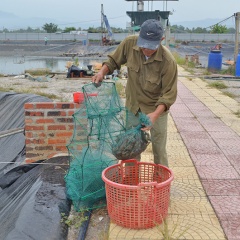 Khó khăn ở vùng nuôi trồng thủy sản ở Uông Bí