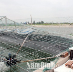 Nam Định: Bền vững nhờ nuôi trồng thủy sản tập trung