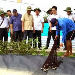 Thí điểm đối tượng mới trong nuôi tôm siêu thâm canh