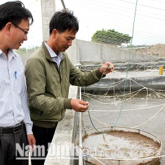 Vùng nuôi tôm công nghiệp hiệu quả cao ở Hải Đông