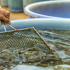 Giá tôm Bạc Liêu đã tăng trở lại