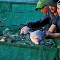 Bảo vệ thủy sản nuôi trong mùa mưa bão