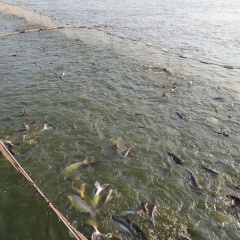 Ký được hợp đồng lớn, giá cá tra cao nhất 10 năm