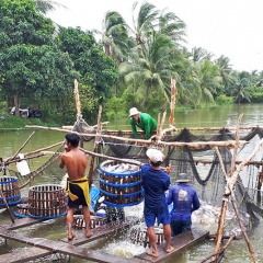 Mang Thít: Diện tích và sản lượng cá tra tăng mạnh