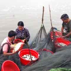 "Đánh thức" 565 ha ao hồ nước ngọt, nông dân Can Lộc thu 30 tỷ đồng/năm